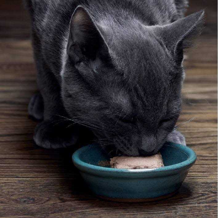 Wet Kitten Food Pate N842153