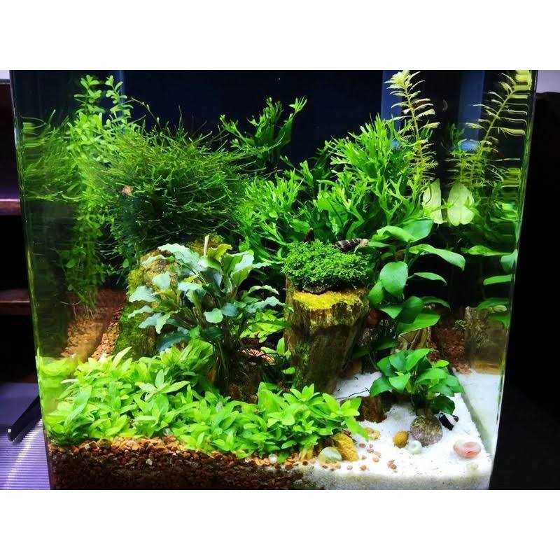 Shrimp Food for Aquarium Pets H8668