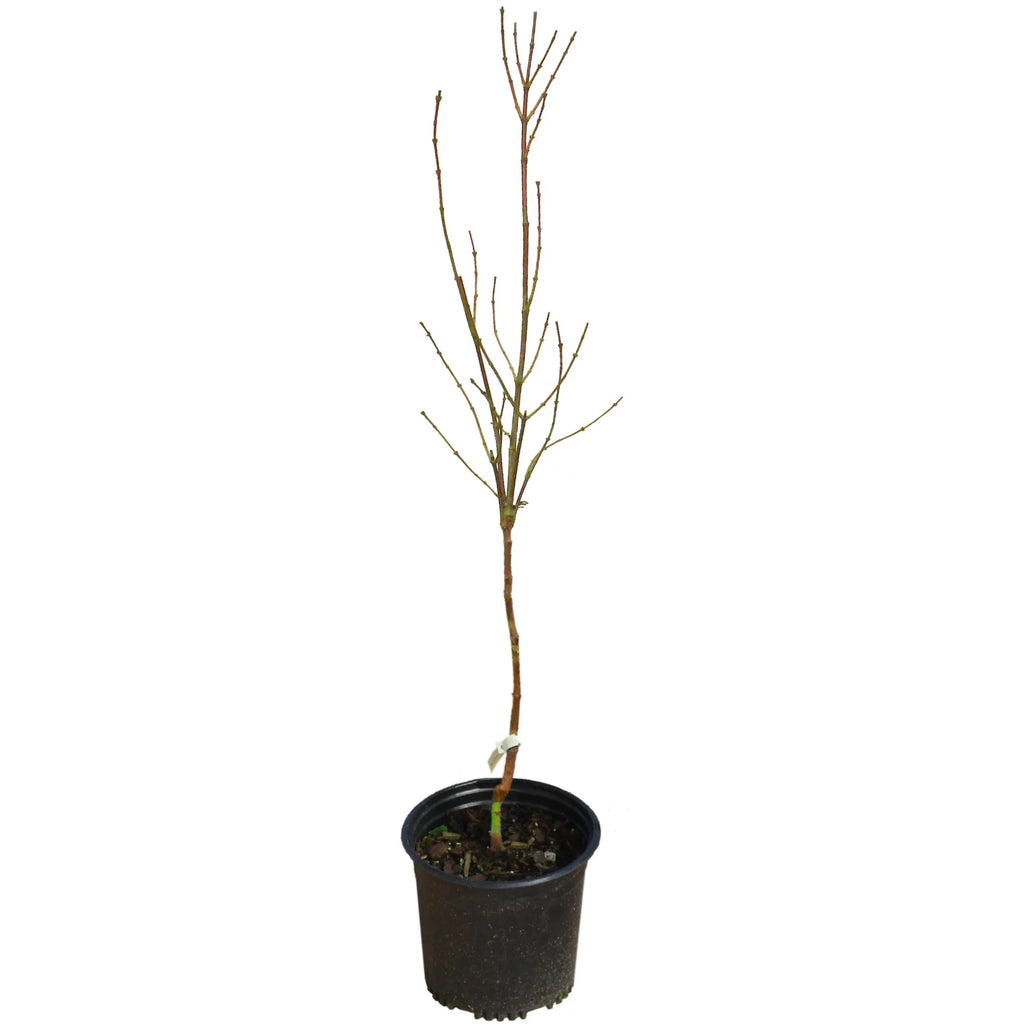 Magnolia Live Tree in Grower Container K8462