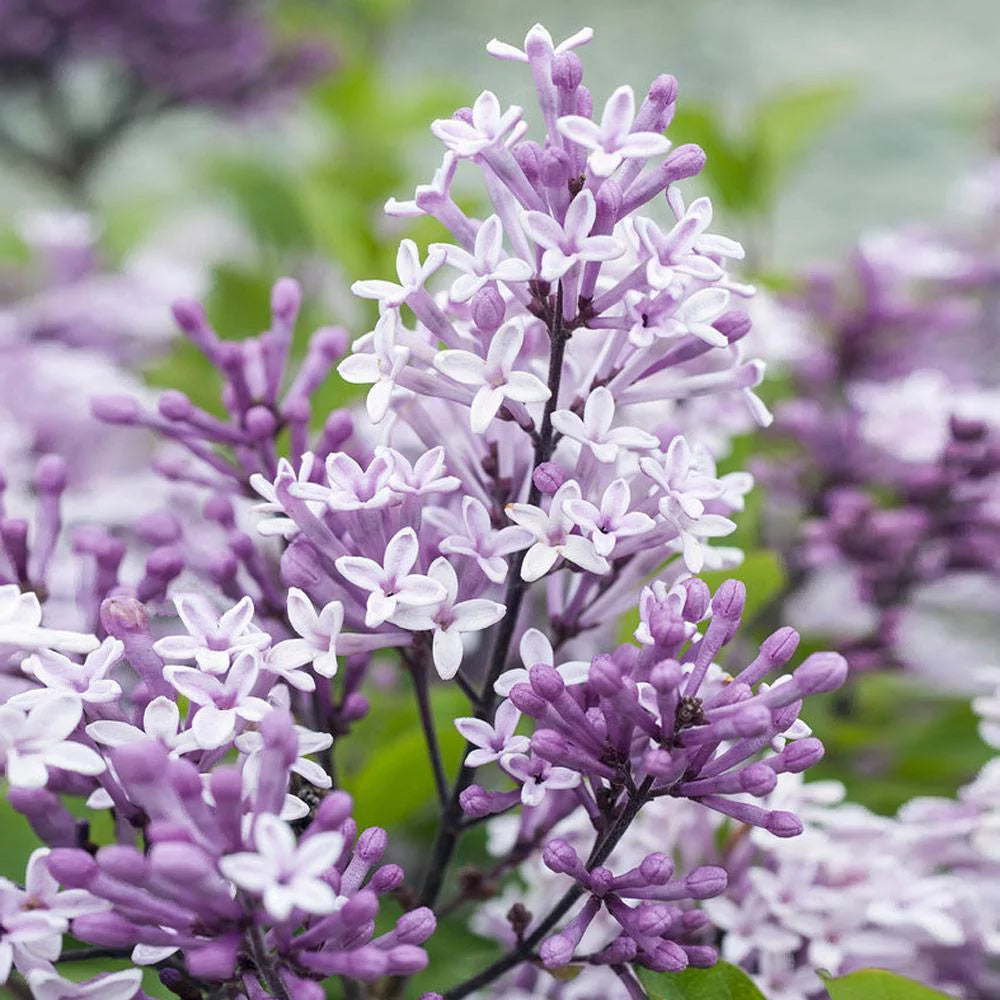 Dwarf Korean Lilac Tree, 5-6 ft. V8808