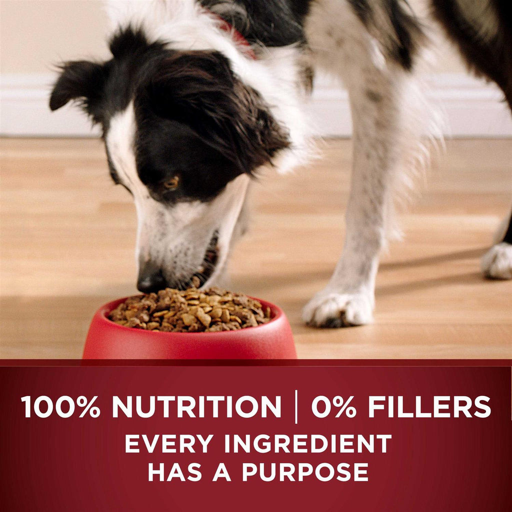 Turkey and Venison Dry Dog Food Y478103