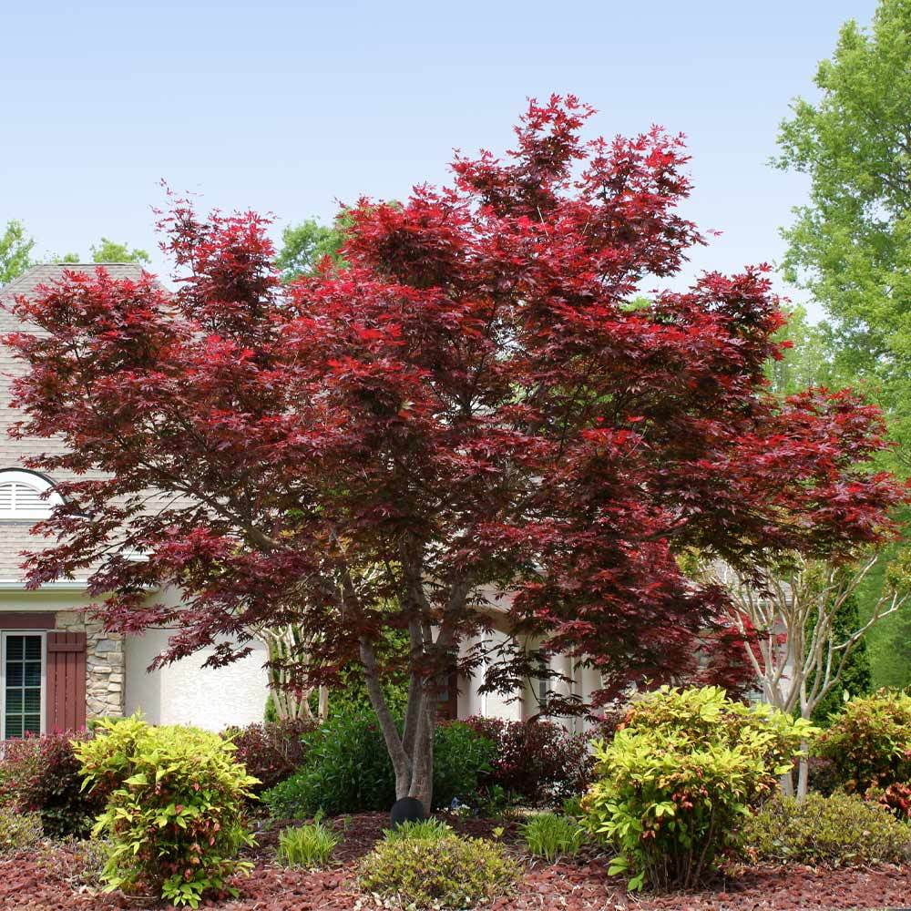 Bloodgood Japanese Maple Tree Red Variety C4491
