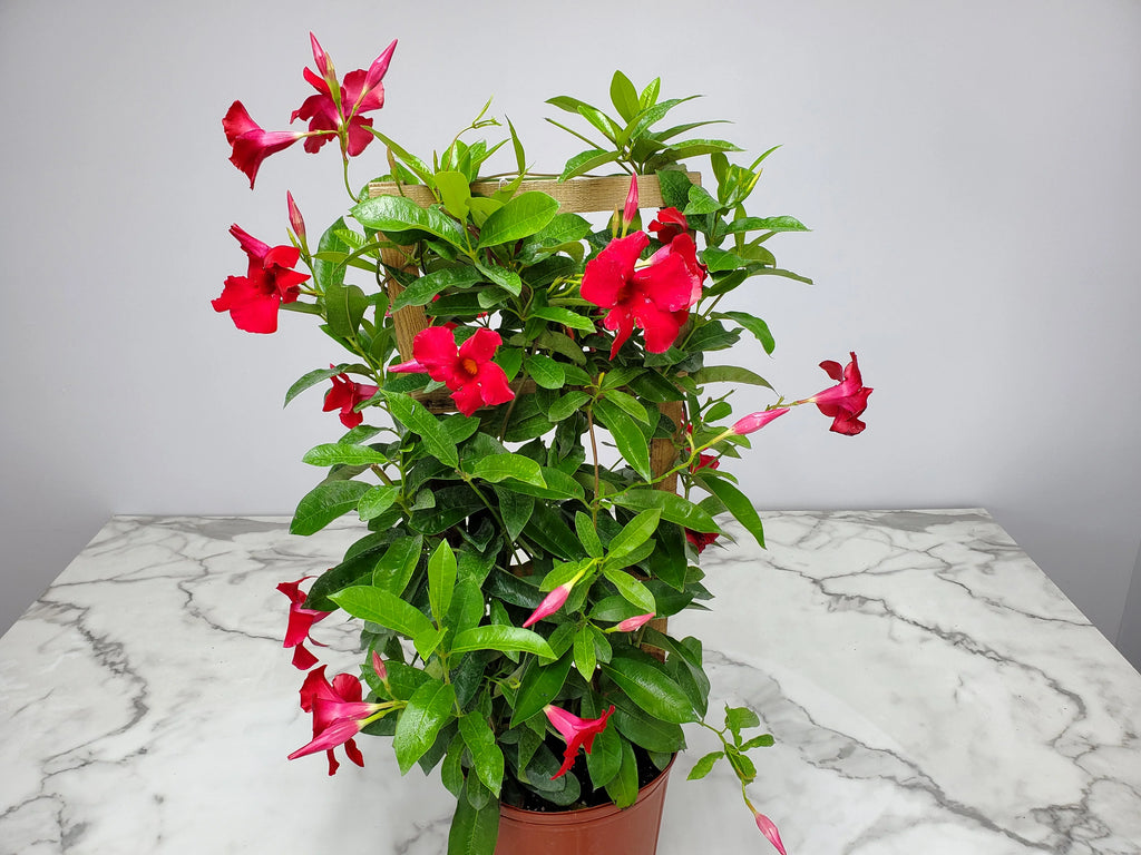 Giant Red Mandevilla Vine Plant on Starter Trellis, Large Red Blooms E75558