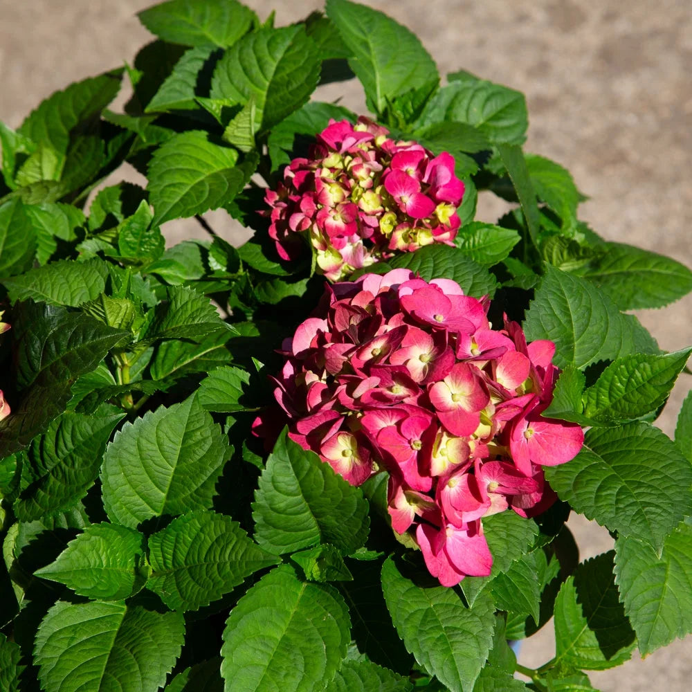 Flowering Hydrangea Shrub (3 Gal) for Part Sun Outdoor Planting Y424731
