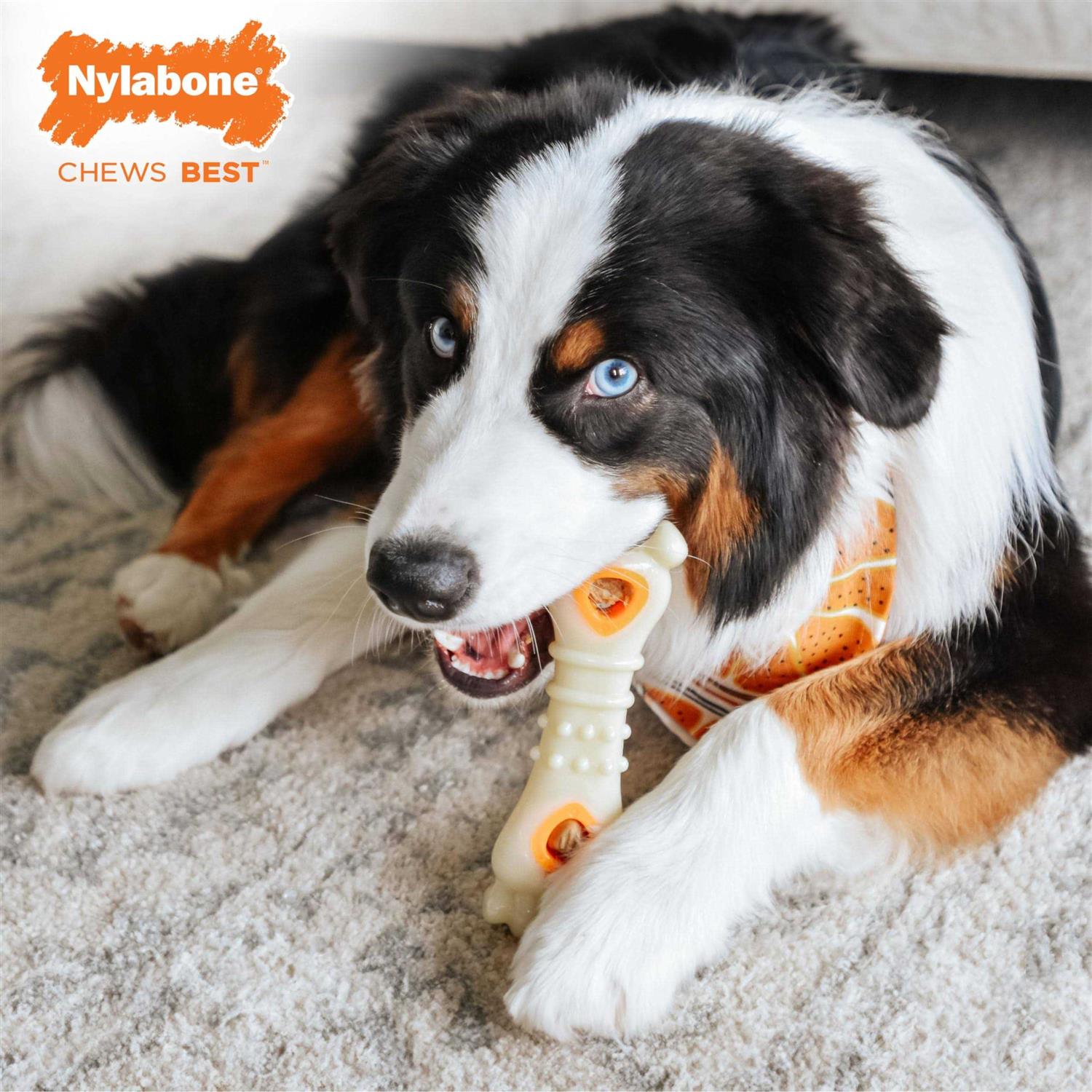 Dog Treat Refills for Pets Z5151