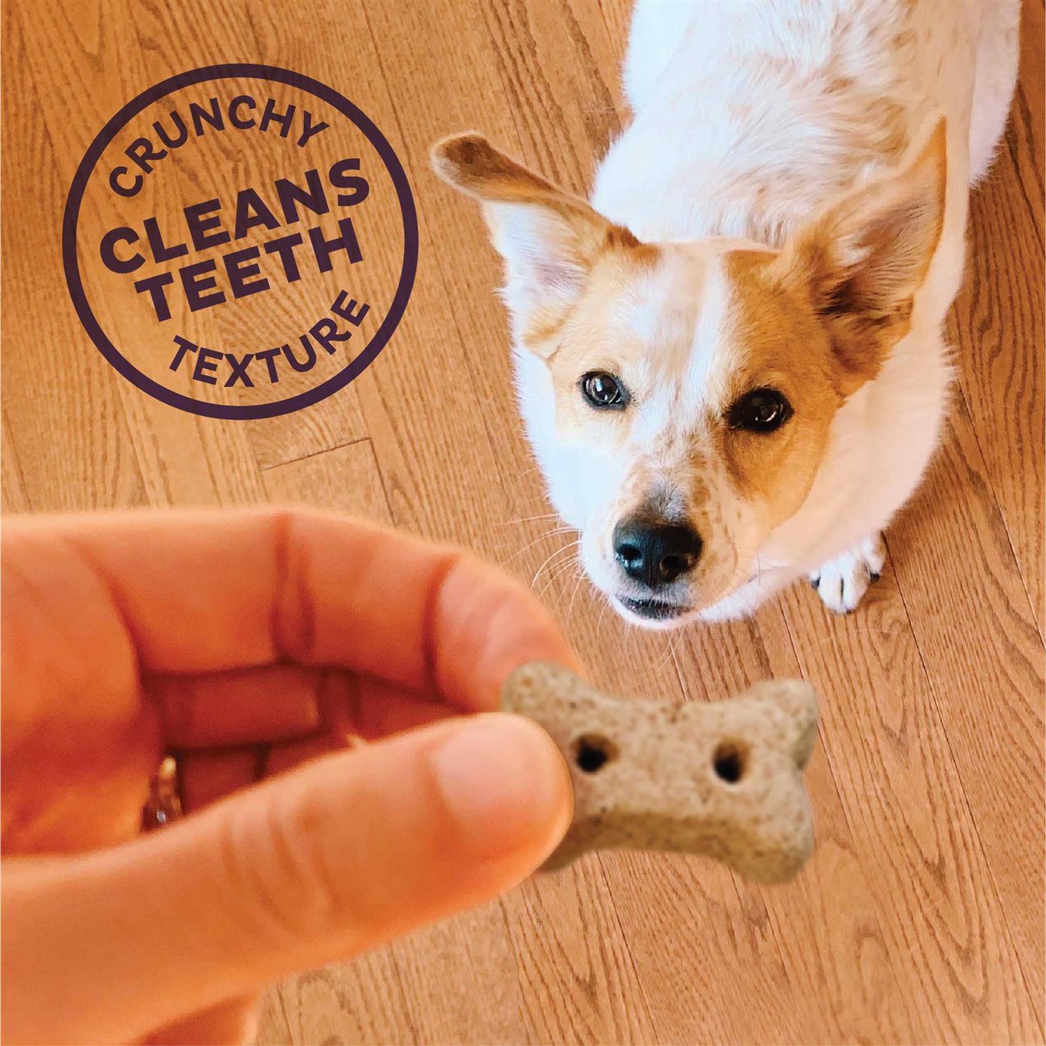 Mini Baked Dog Treats Biscuits X272