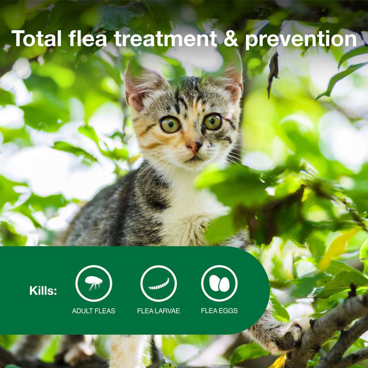 Flea Treatment for Cats F387519