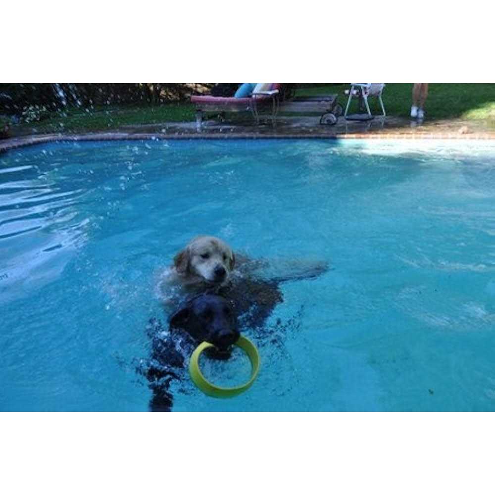 Ring Launcher Dog Starter Pack D4691