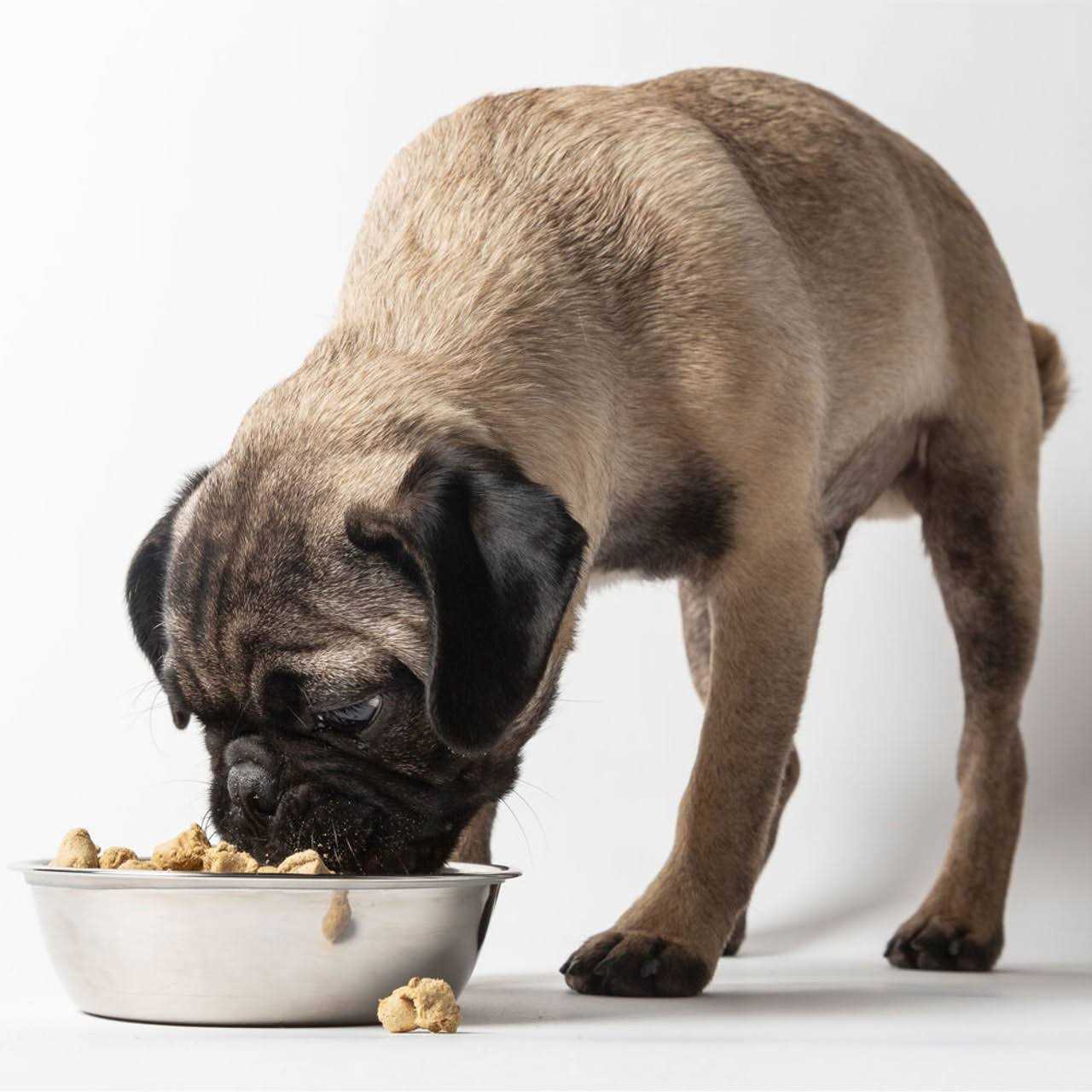 Freeze Dried Dog Food for Sensitive Stomachs P824