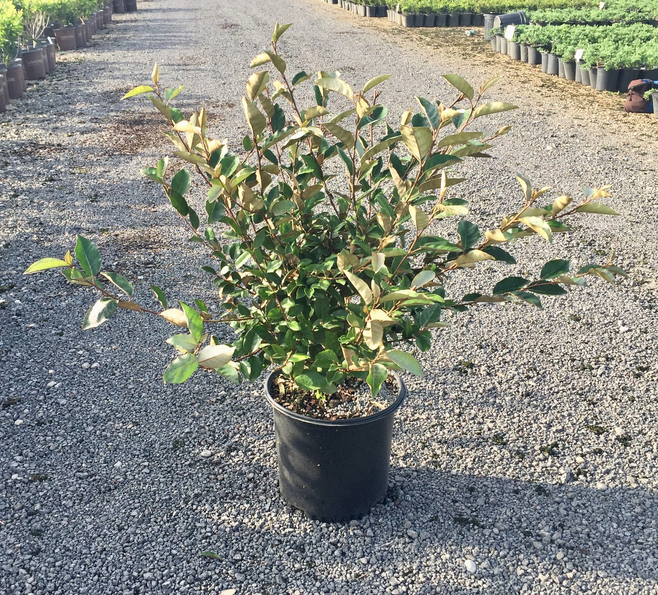 Ebbing's Silverberry (2.5 Gallon) Fragrant White Flowers in Fall U563381