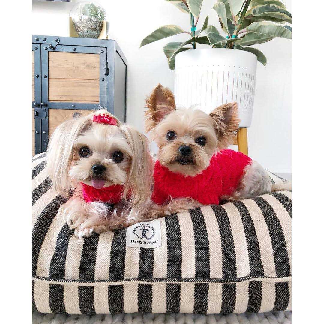 Vintage Stripe Envelope Dog Bed X190752