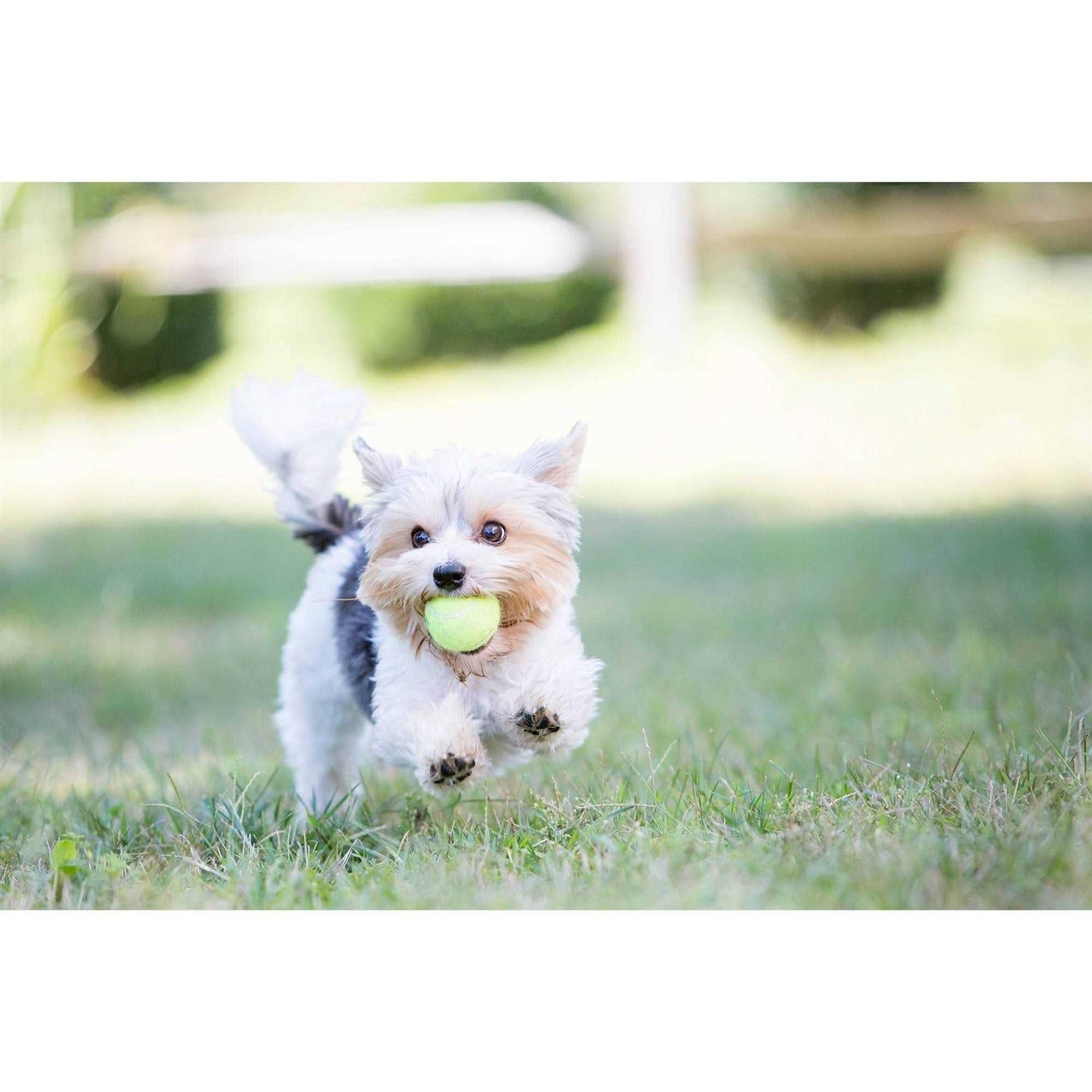 Squeakair Tennis Balls for Pets G886
