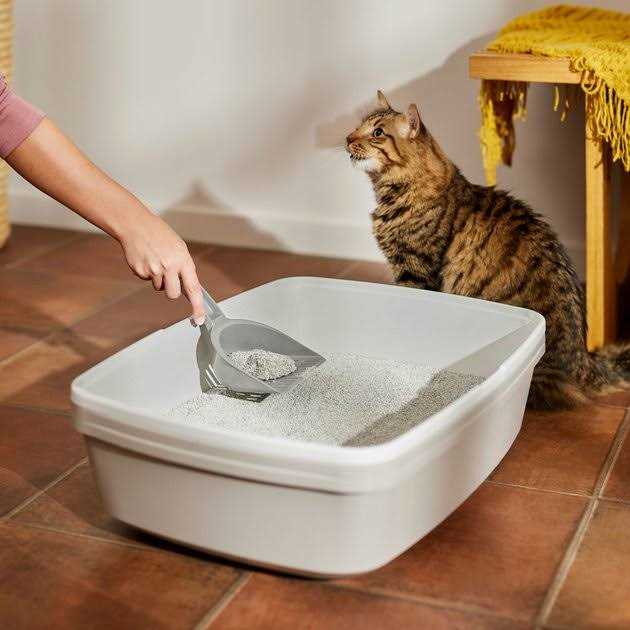 Scented Clumping Clay Cat Litter C790953
