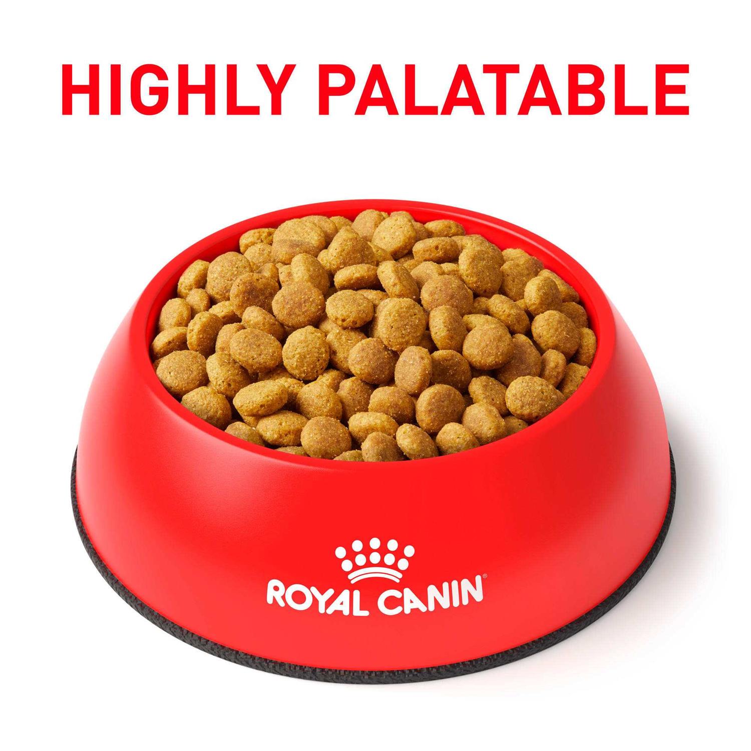 Gastrointestinal Moderate Calorie Dry Cat Food W2649