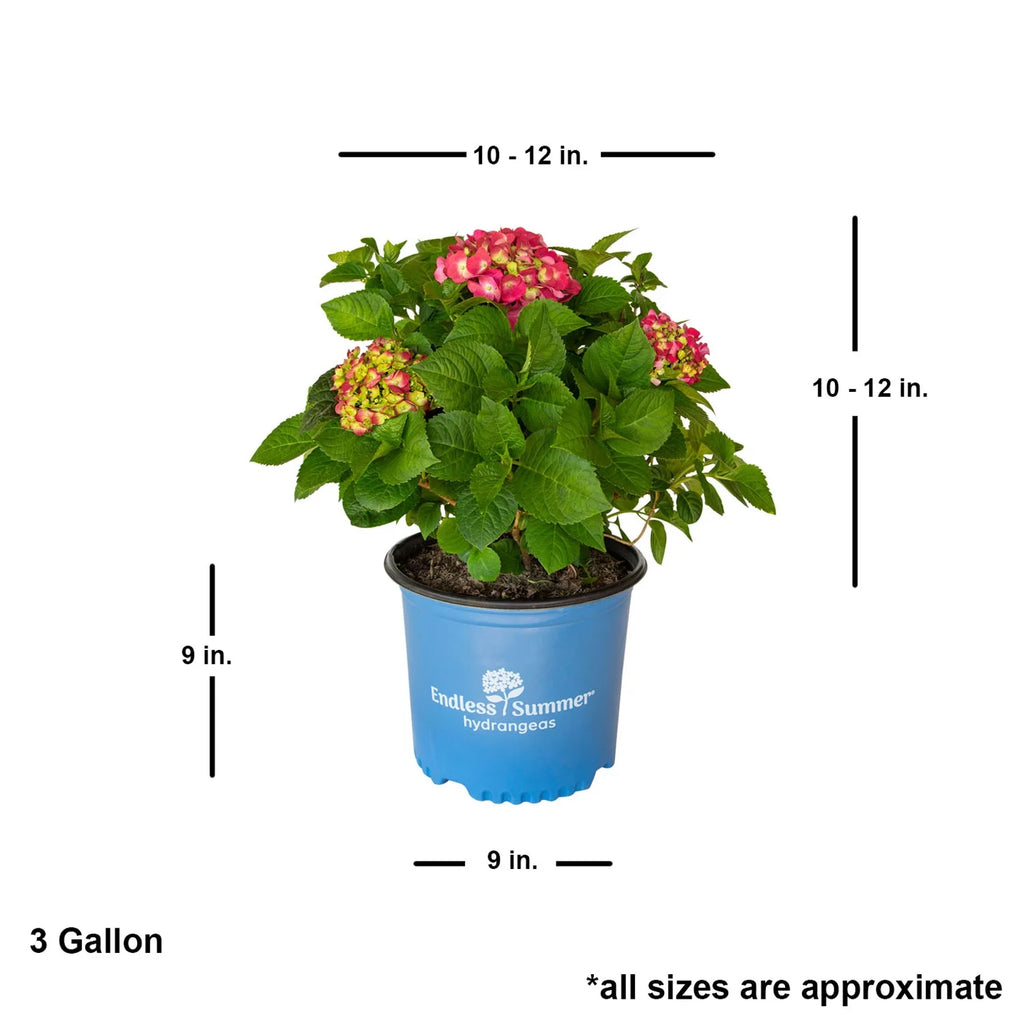 Flowering Hydrangea Shrub (3 Gal) for Part Sun Outdoor Planting Y424731