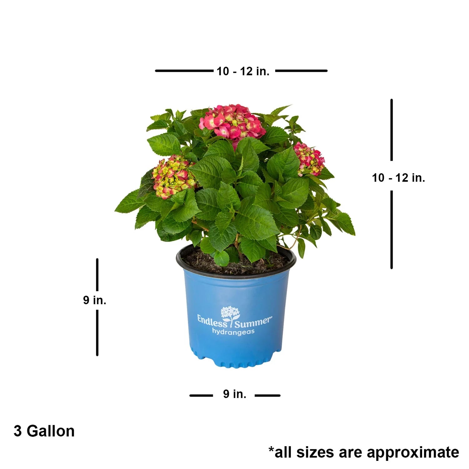 Flowering Hydrangea Shrub (3 Gal) for Part Sun Outdoor Planting Y424731