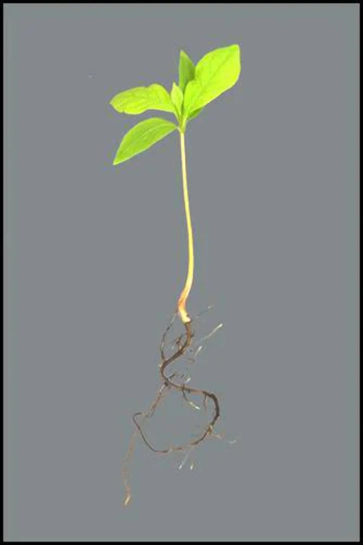 Persimmon Tree Seedling Q9917