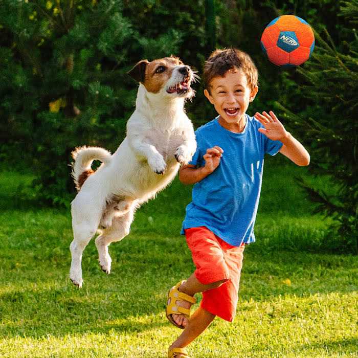 Soccer Squeak Ball Dog Toy Y56741