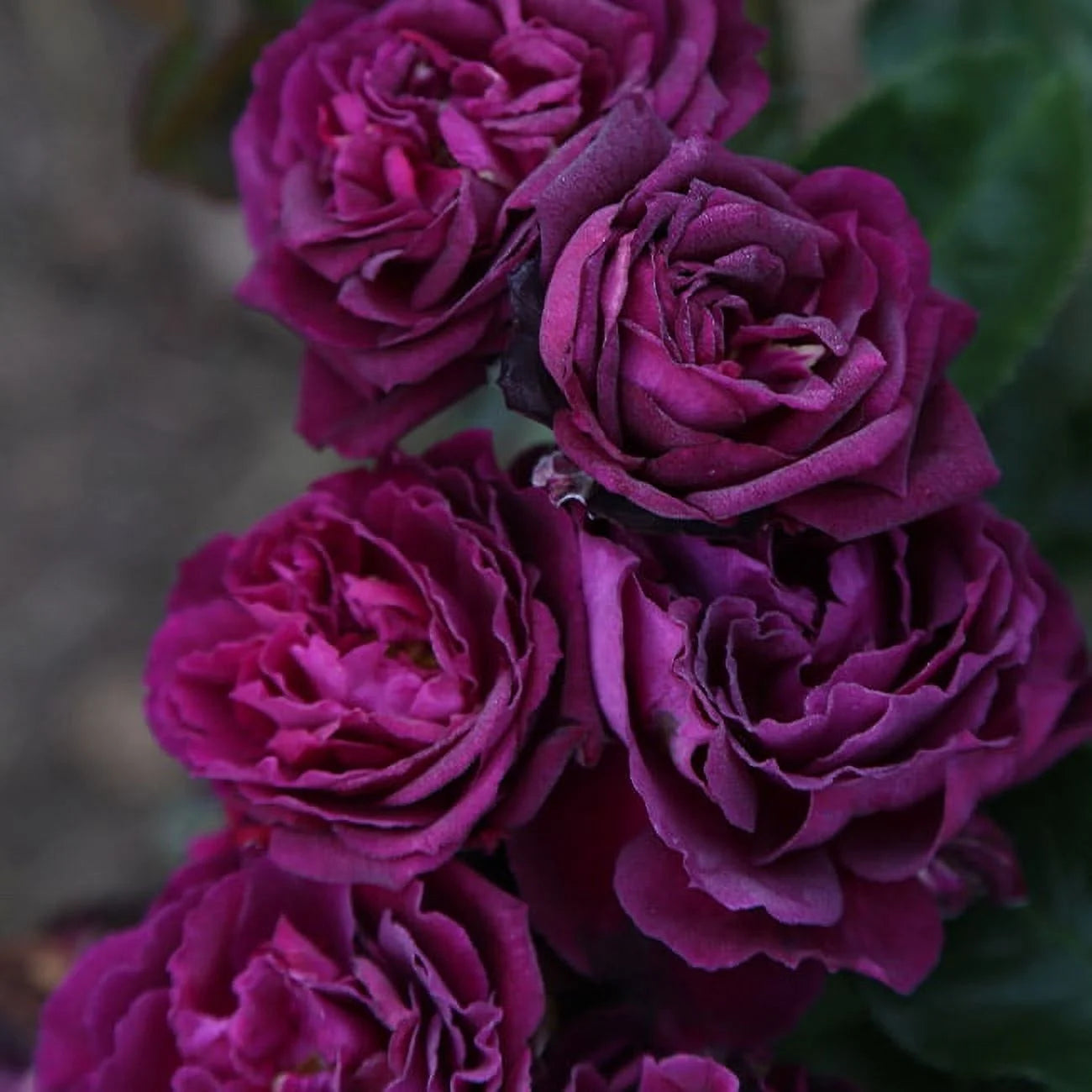 Purple Floribunda Rose Bush, Live Fragrant Potted Plant for Outdoors N634
