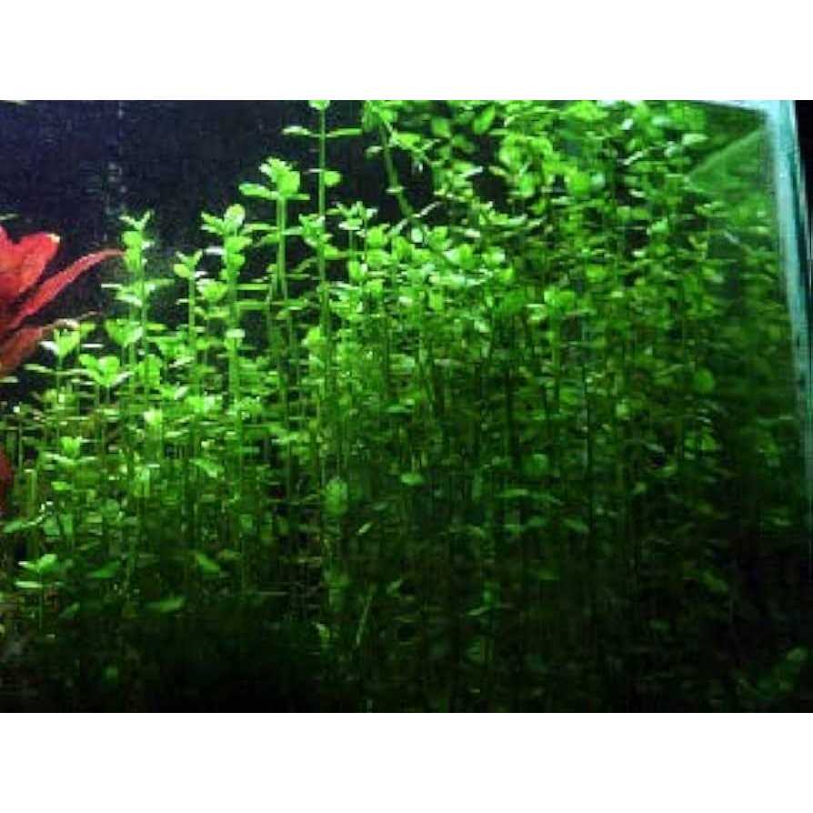 Potted Live Aquarium Plants B866