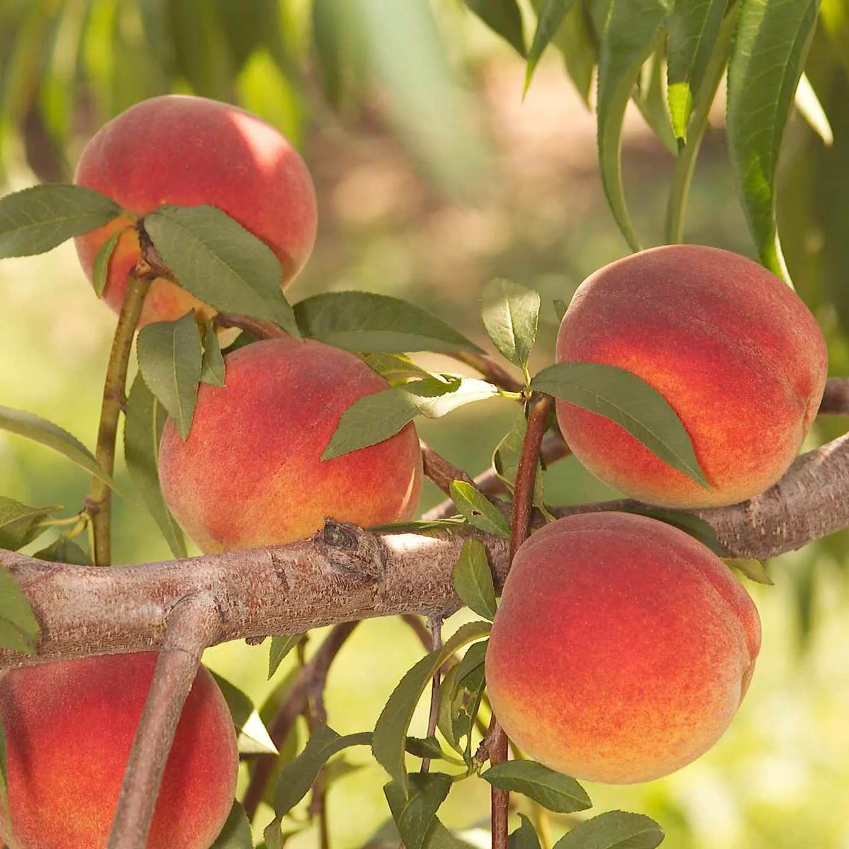 Peach Standard Dormant Bare Root Starter Fruit Tree U492
