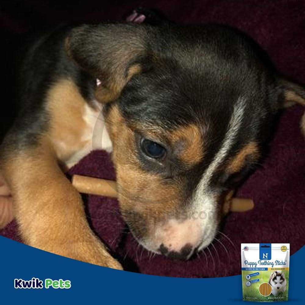 Puppy Teething Treats U895781