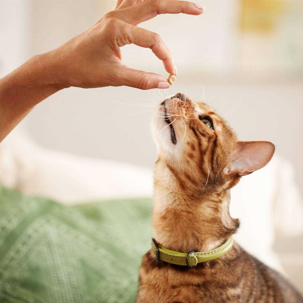 Salmon Soft Cat Treats K506