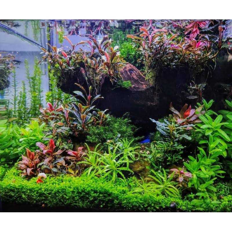Shrimp Food for Aquarium Pets H8668