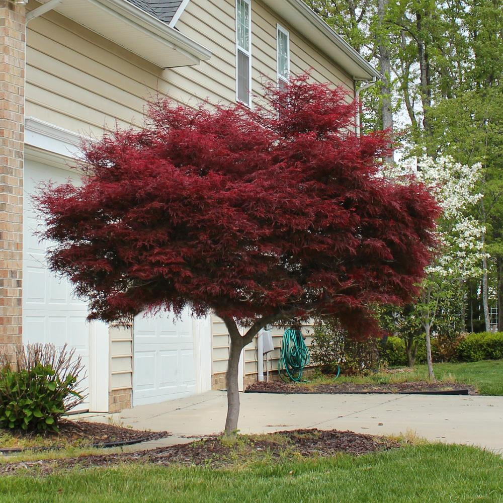 Bloodgood Japanese Maple Tree Red Variety C4491