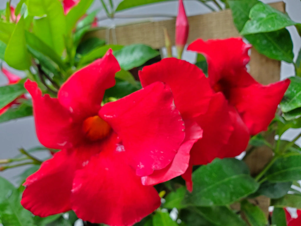 Giant Red Mandevilla Vine Plant on Starter Trellis, Large Red Blooms E75558