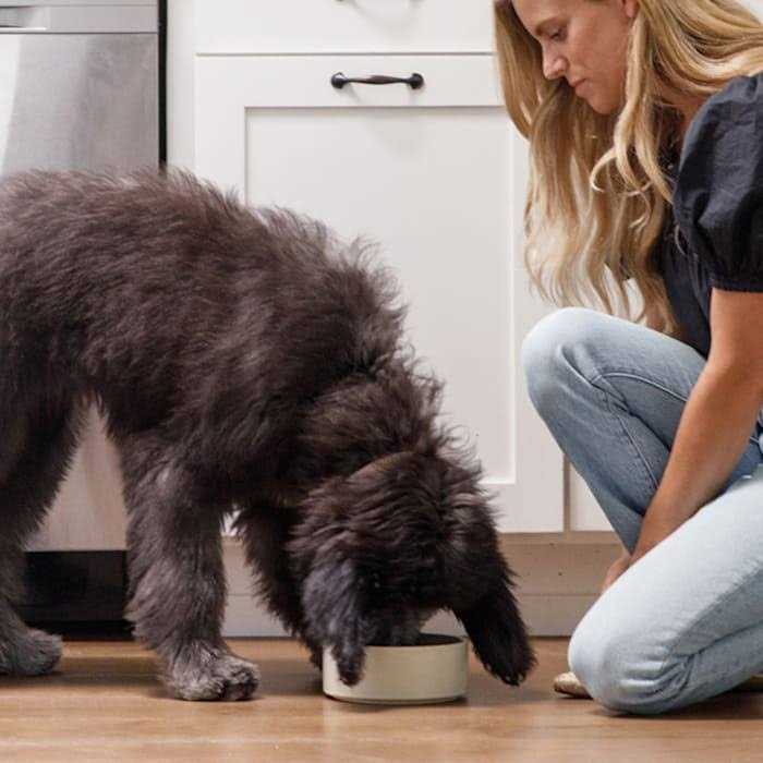 Chicken Brown Rice & Sweet Potato Dry Dog Food U7638