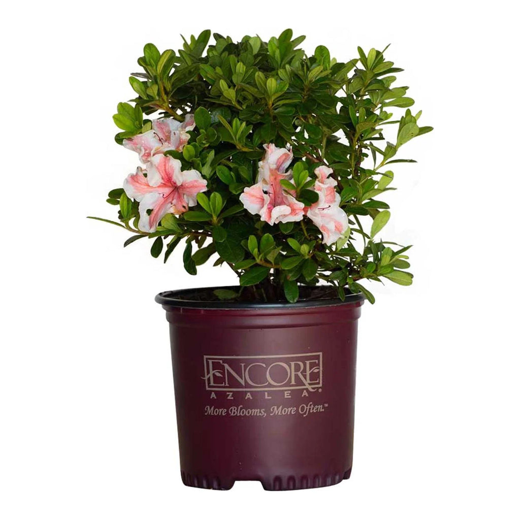 Autumn Starburst Azalea Shrub, White and Pink Blooms, Live Outdoor Plant Q84678