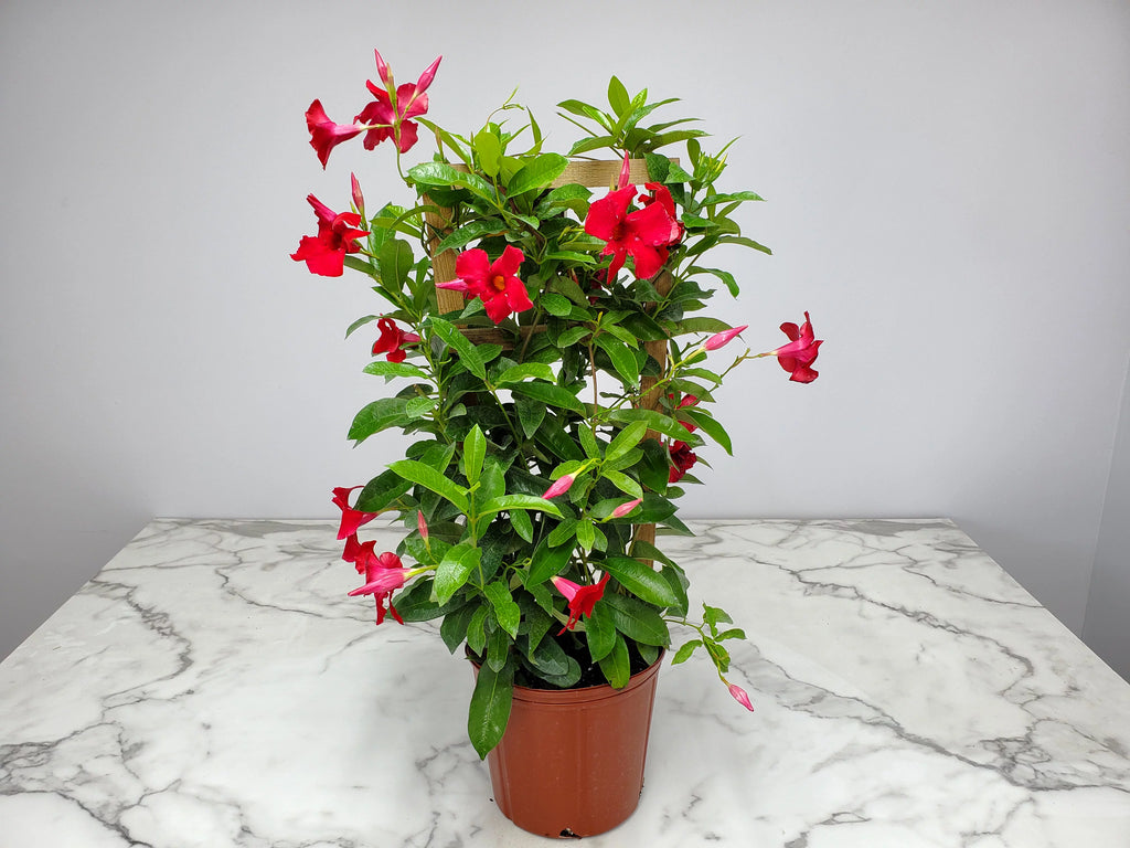 Giant Red Mandevilla Vine Plant on Starter Trellis, Large Red Blooms E75558