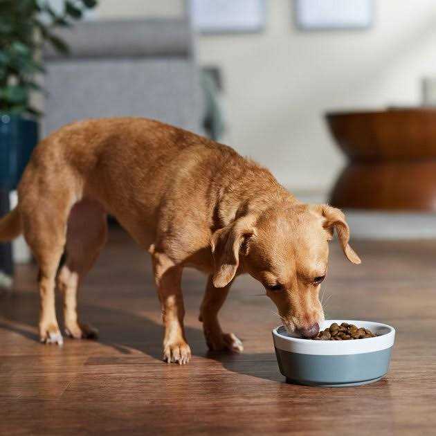 Dry Dog Food Boar & Apple for Adult Mini V507084