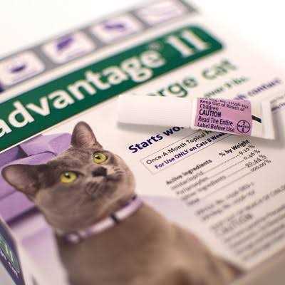 Flea Treatment for Cats G538945