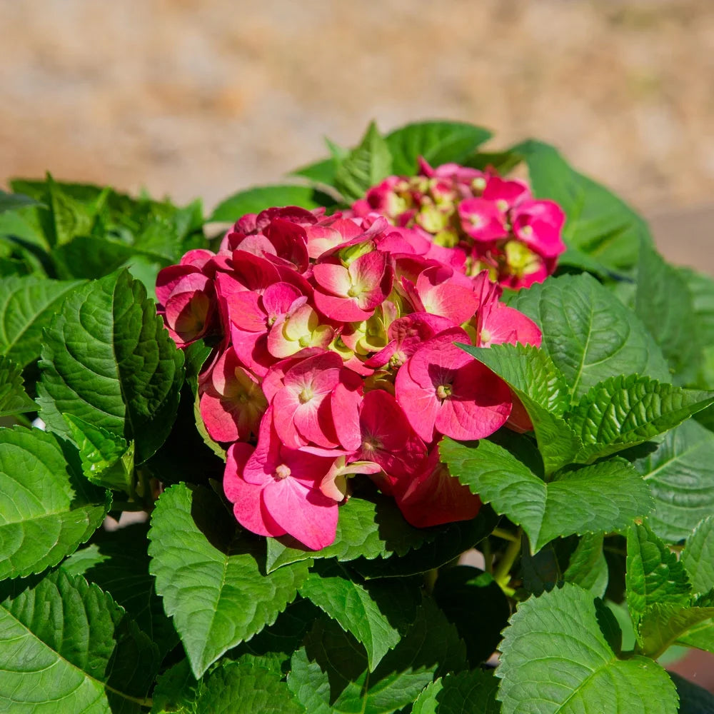 Flowering Hydrangea Shrub (3 Gal) for Part Sun Outdoor Planting Y424731