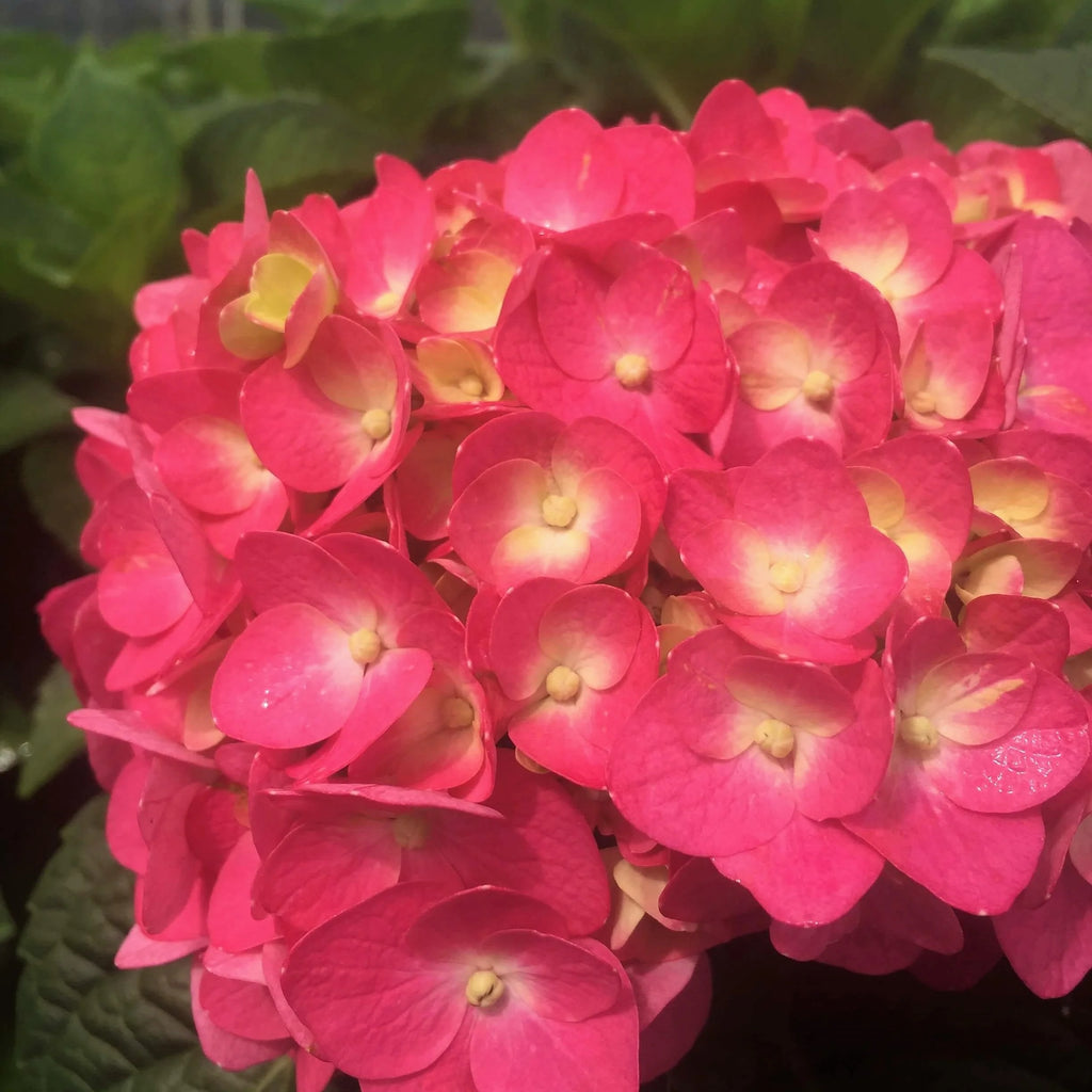 Flowering Hydrangea Shrub (3 Gal) for Part Sun Outdoor Planting Y424731