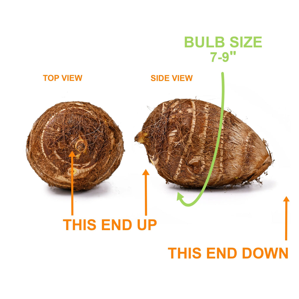 Elephant Ear Bulbs, 7/9 inches (Bag of 1) V899964