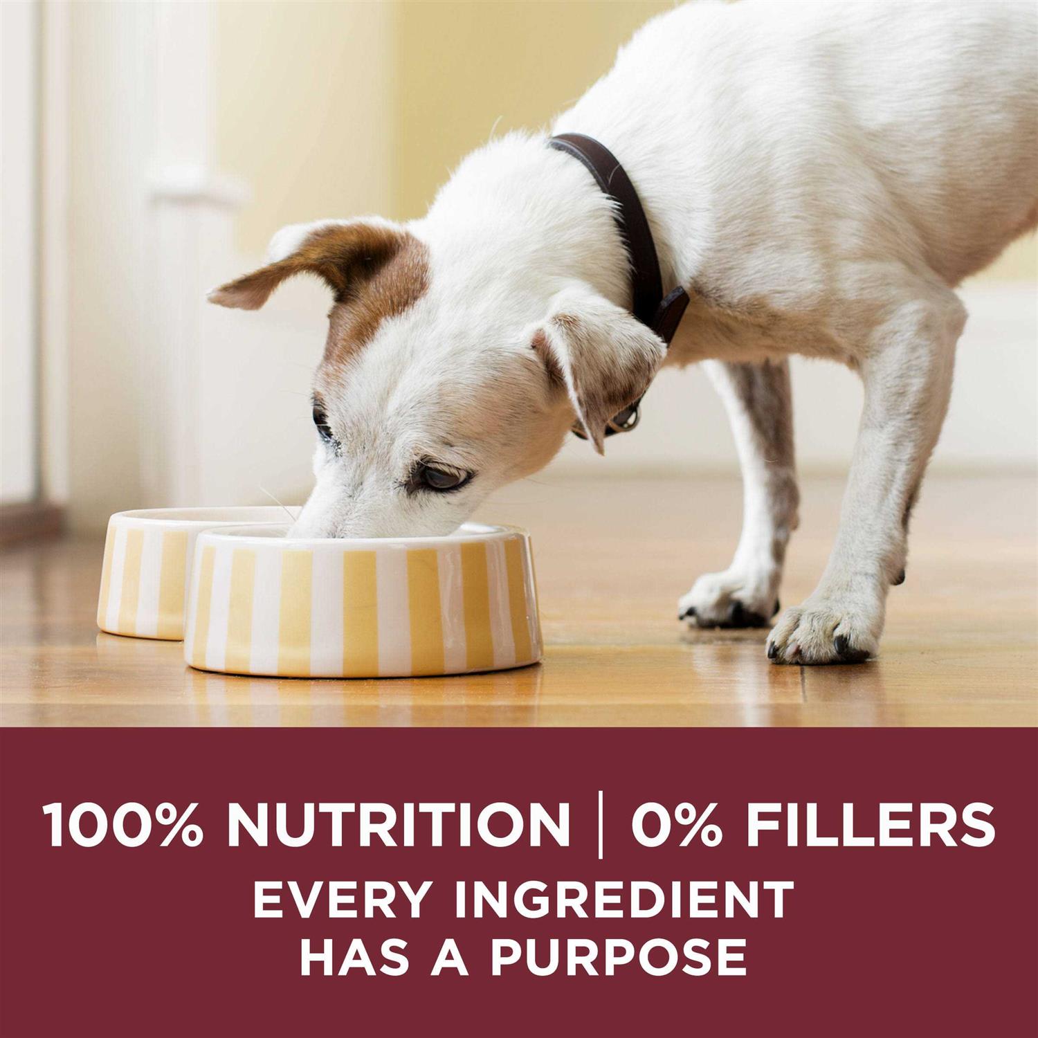 Natural Gravy Wet Dog Food Variety Pack Tender Cuts F9138