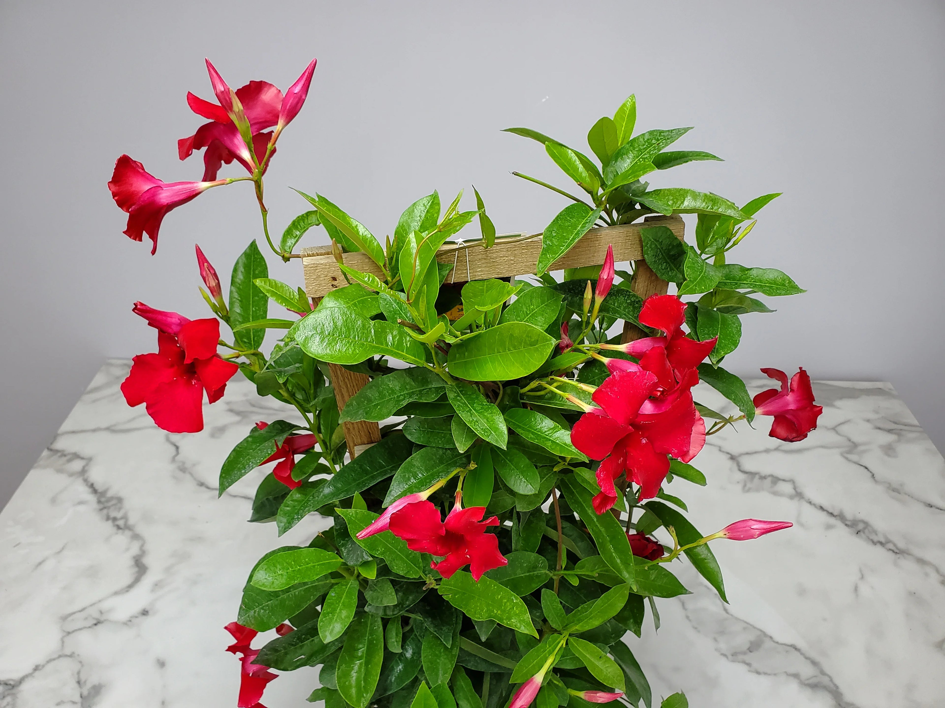 Giant Red Mandevilla Vine Plant on Starter Trellis, Large Red Blooms E75558