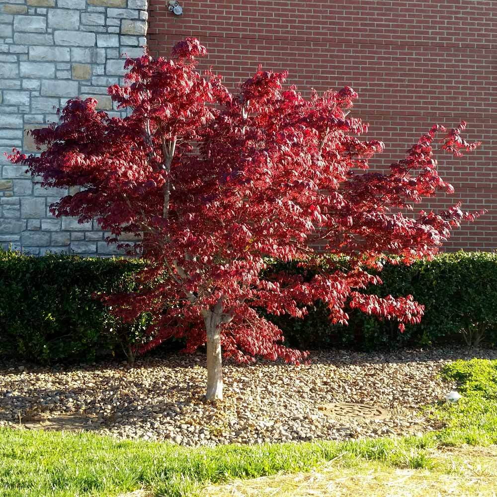 Bloodgood Japanese Maple Tree Red Variety C4491