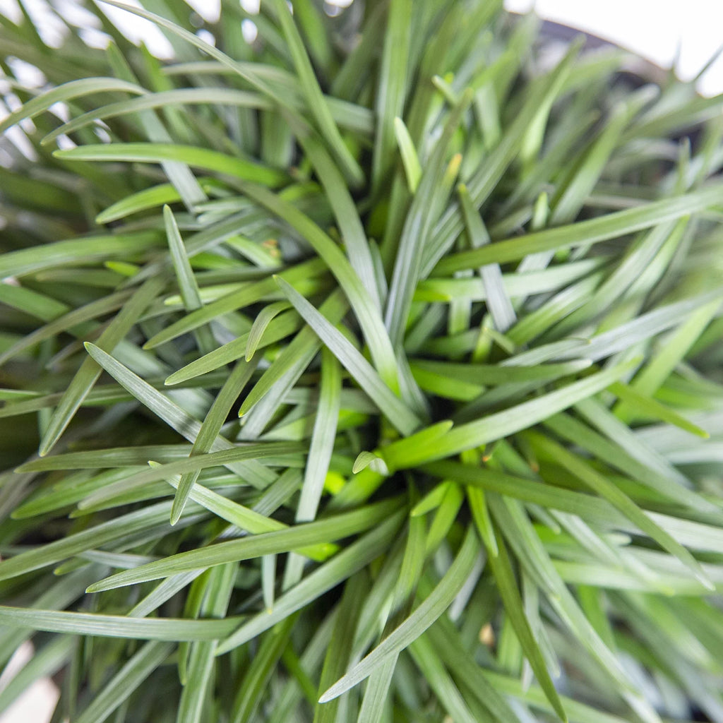 Dwarf Mondo Grass Live Outdoor Plant, 54 Pack, Evergreen Groundcover J385